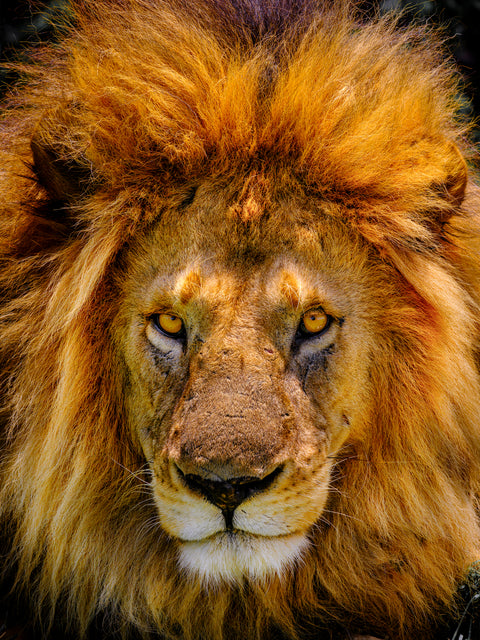 Apex — male African lion in the Serengeti, Tanzania, photographed by Mitchell Burns — illustrative Black + Black corner detail