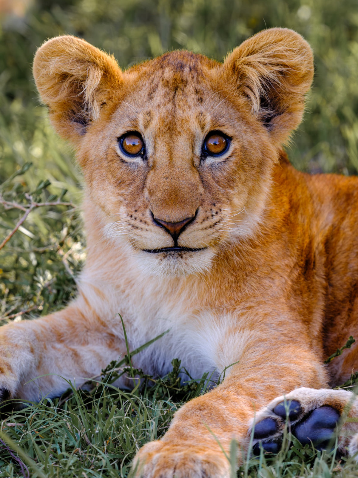 Lion cub looking towards the camera with its paws stretched into the foreground — Mitchell Burns