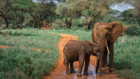 Young elephant beside a larger elephant on a red-earth track — Mitchell Burns — illustrative Black + Black corner detail