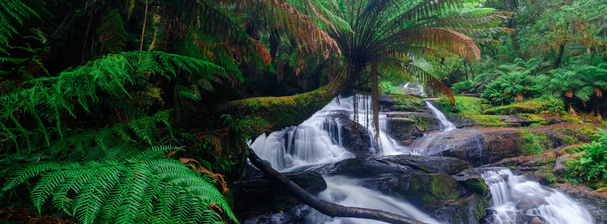 Fern Cascade