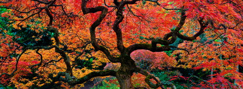 Flame Tree — Japanese maple in autumn colour, photographed by Mitchell Burns — illustrative Black + Black corner detail