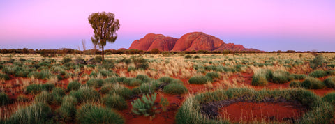 Kata Tjuta Dusk by Mitchell Burns — Kata Tjuta domes beneath a pink and violet evening sky, red sand, desert grasses and lone tree — illustrative Black + Black corner detail