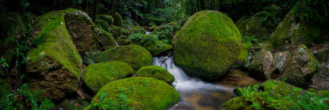 Moss Garden — Mt Lewis National Park, QLD, photographed by Mitchell Burns — illustrative Black + Black corner detail