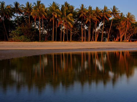 Palms — Port Douglas, QLD, photographed by Mitchell Burns — illustrative Black + Black corner detail