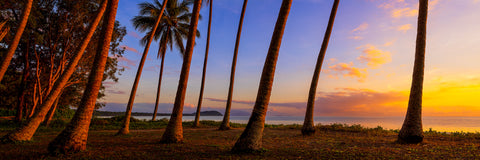 Palms — Four Mile Beach, QLD, photographed by Mitchell Burns — illustrative Black + Black corner detail