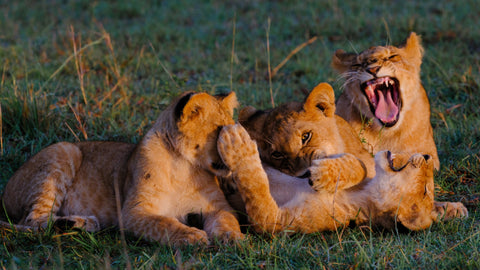 Lion cubs tumbling and playing together in warm golden light — Mitchell Burns — illustrative Black + Black corner detail