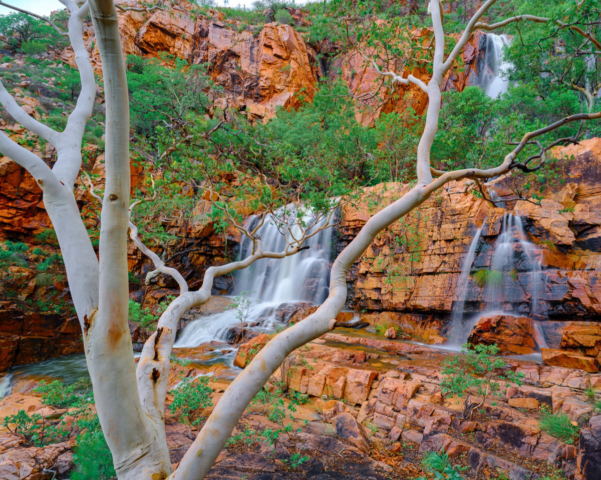White gum framing cascades at Rigby Falls in western Queensland