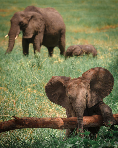 Elephant calf stepping over a fallen branch, with elephants in the background — Mitchell Burns — illustrative Black + Black corner detail