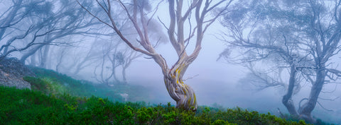 Spirit Tree — Snowy Mountains, NSW, photographed by Mitchell Burns — illustrative Black + Black corner detail
