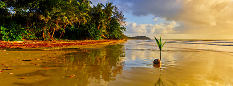 Sun-kissed — Four Mile Beach, Port Douglas, QLD, photographed by Mitchell Burns — illustrative Black + Black corner detail