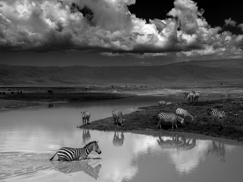 Zebras beside a waterhole beneath towering clouds, photographed in black and white — Mitchell Burns — illustrative Black + Black corner detail