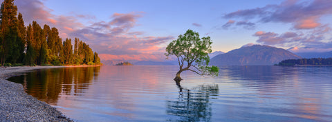 Watertree — Lake Wanaka, New Zealand, photographed by Mitchell Burns — illustrative Black + Black corner detail