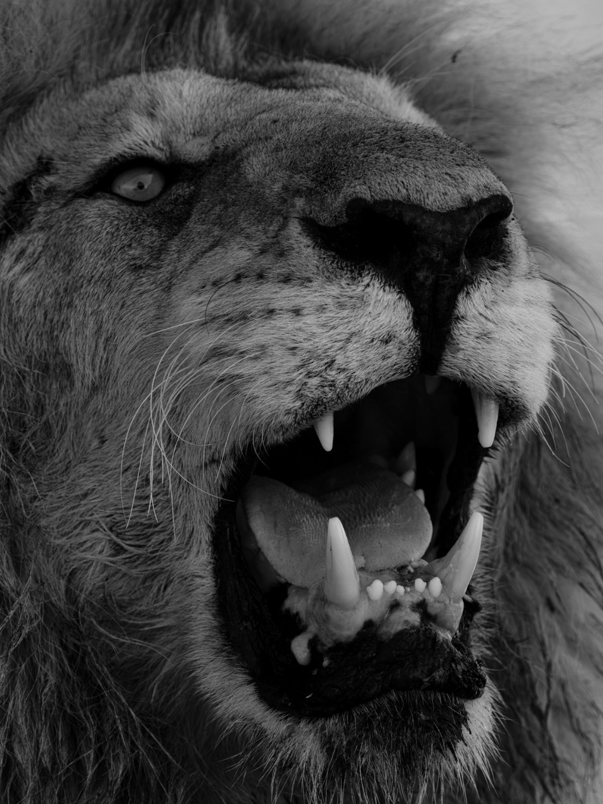 Wild Voice