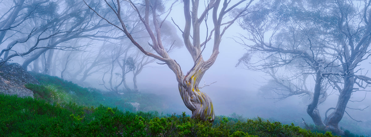 Spirit Tree, Snowy Mountains, NSW, photographed by Mitchell Burns
