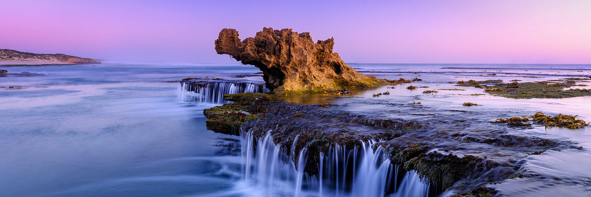 Water Dragon, Dragon's Head, Mornington Peninsula, VIC, photographed by Mitchell Burns