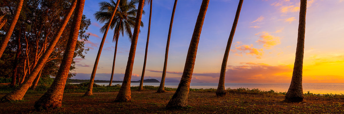 Palms, Four Mile Beach, Port Douglas, QLD, photographed by Mitchell Burns