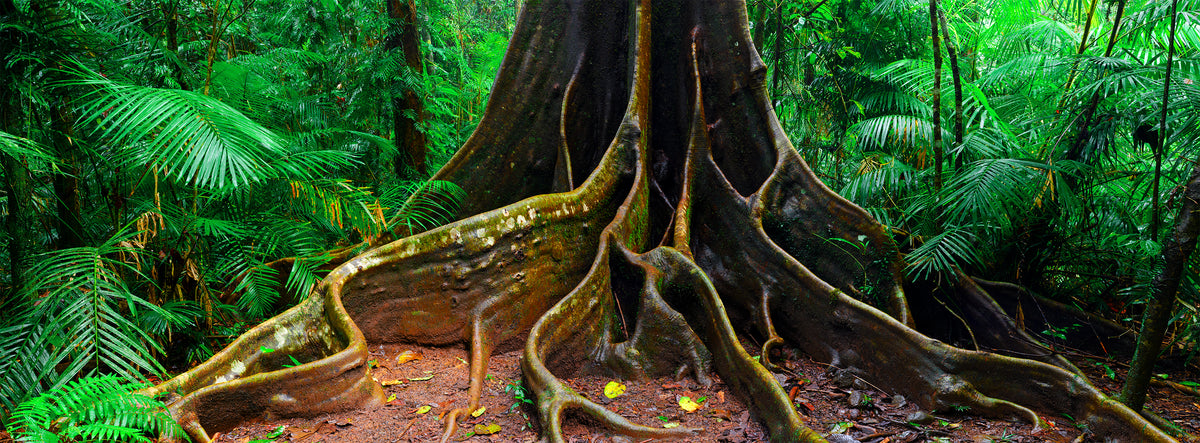 Rainforest Elder, Tropical North Queensland, QLD, photographed by Mitchell Burns