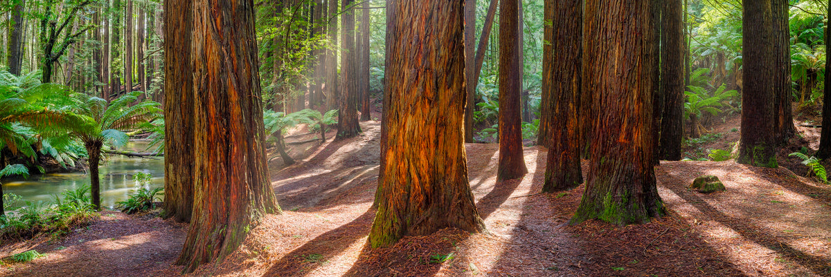 Redwoods, Otway National Park, VIC, photographed by Mitchell Burns