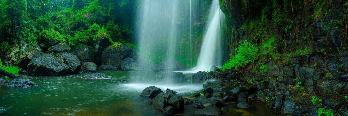 Forest Ambiance, Tropical North QLD, photographed by Mitchell Burns