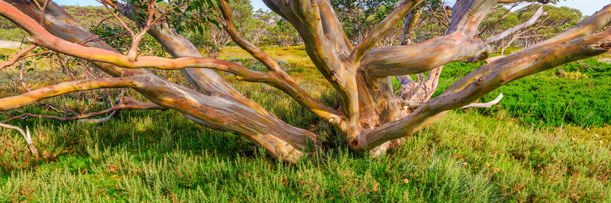 Golden Gum, Snowy Mountains, NSW, photographed by Mitchell Burns