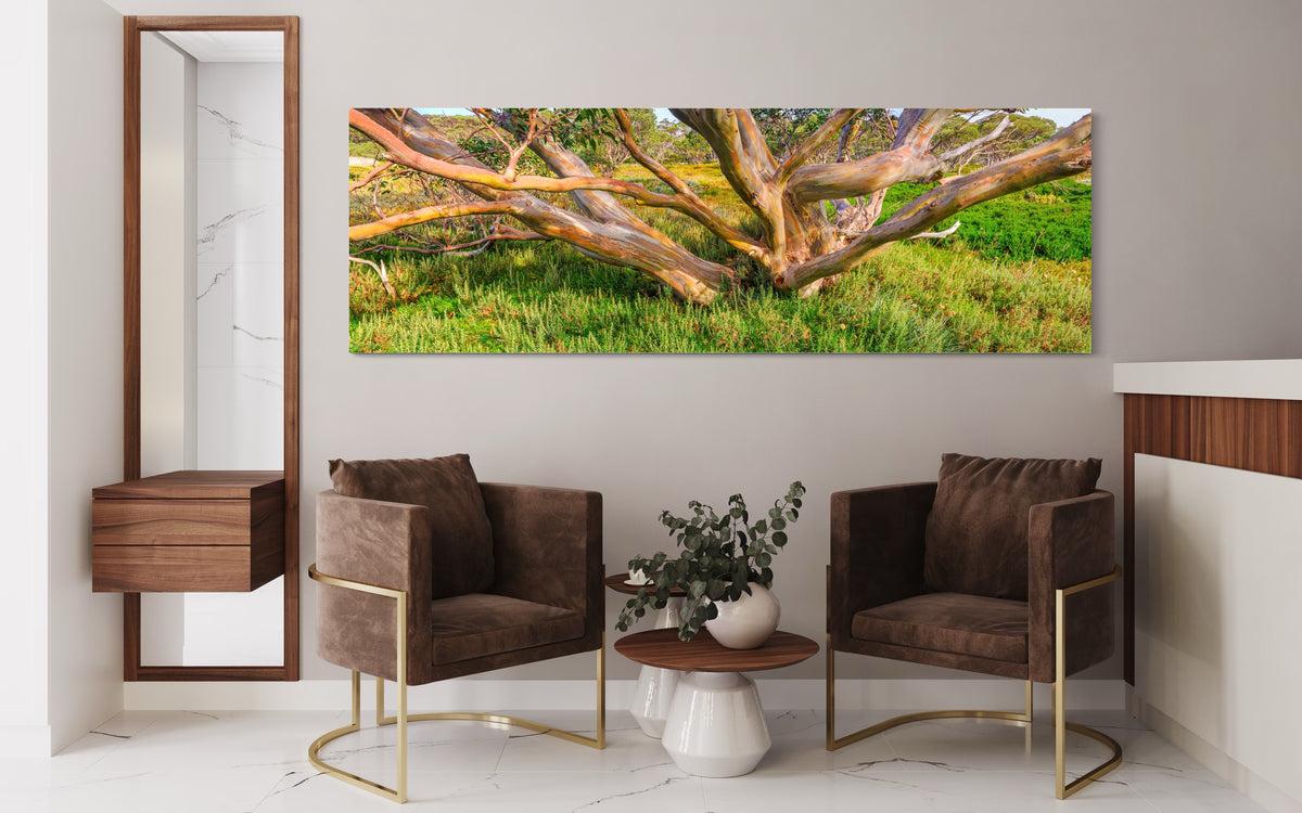 Golden Gum — fine art photograph by Mitchell Burns