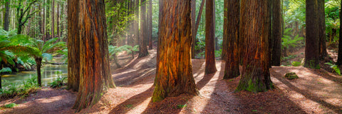 Redwoods — Otway National Park, VIC, photographed by Mitchell Burns — illustrative Black + Black corner detail